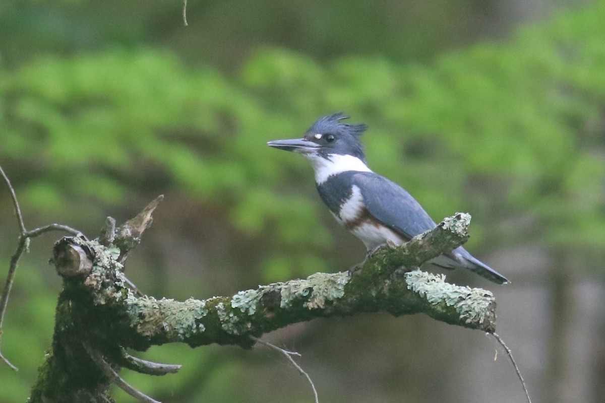 Belted Kingfisher - ML618532097