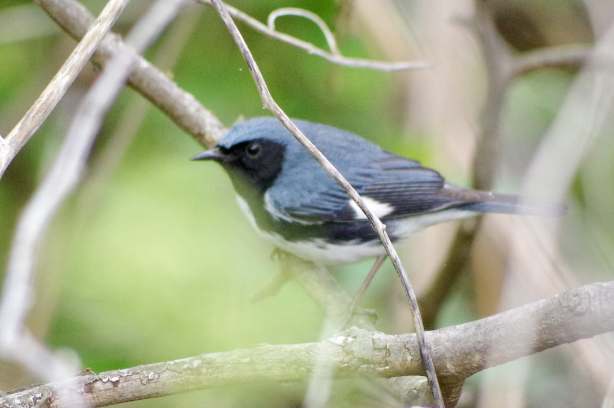 Black-throated Blue Warbler - ML618532103