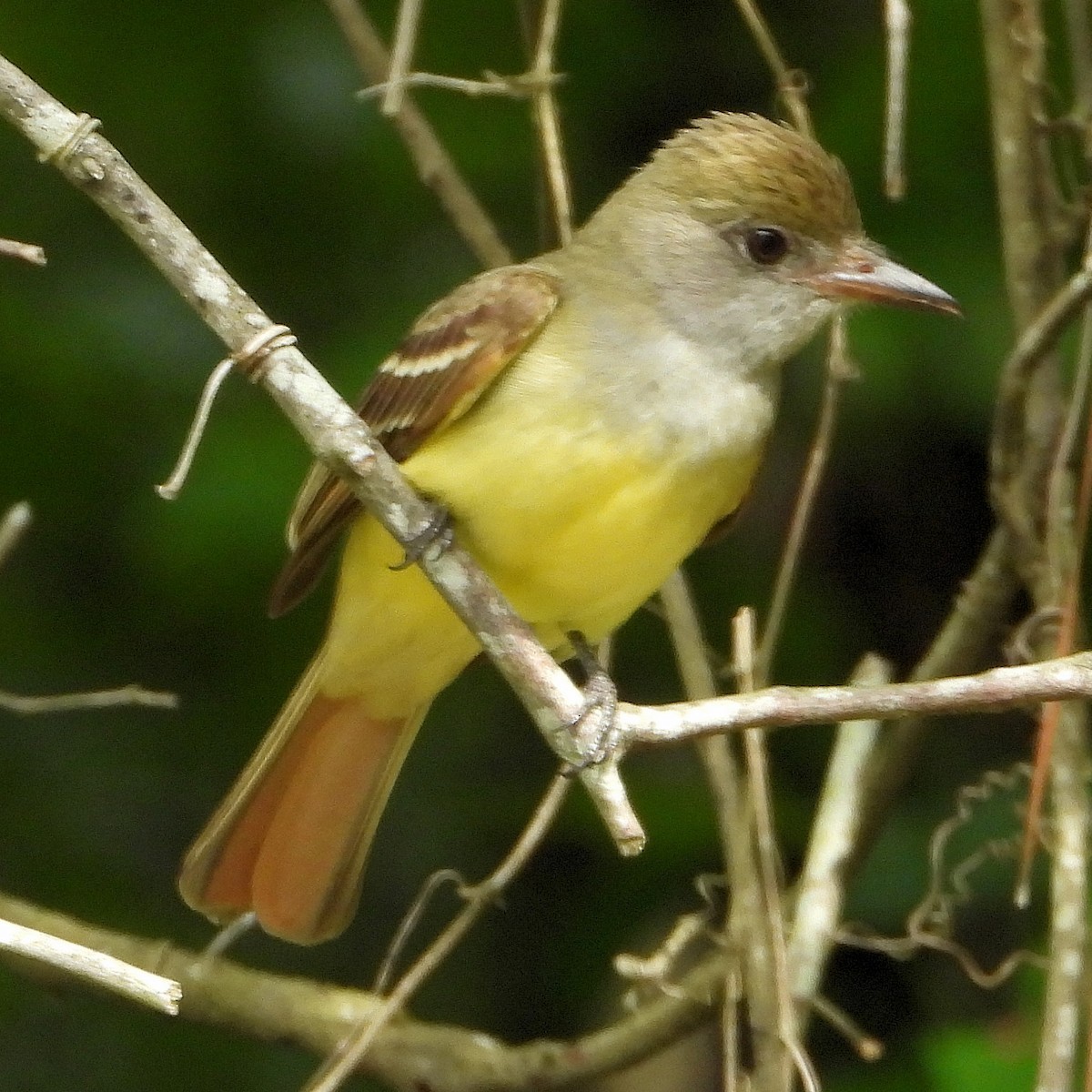 Great Crested Flycatcher - ML618532106