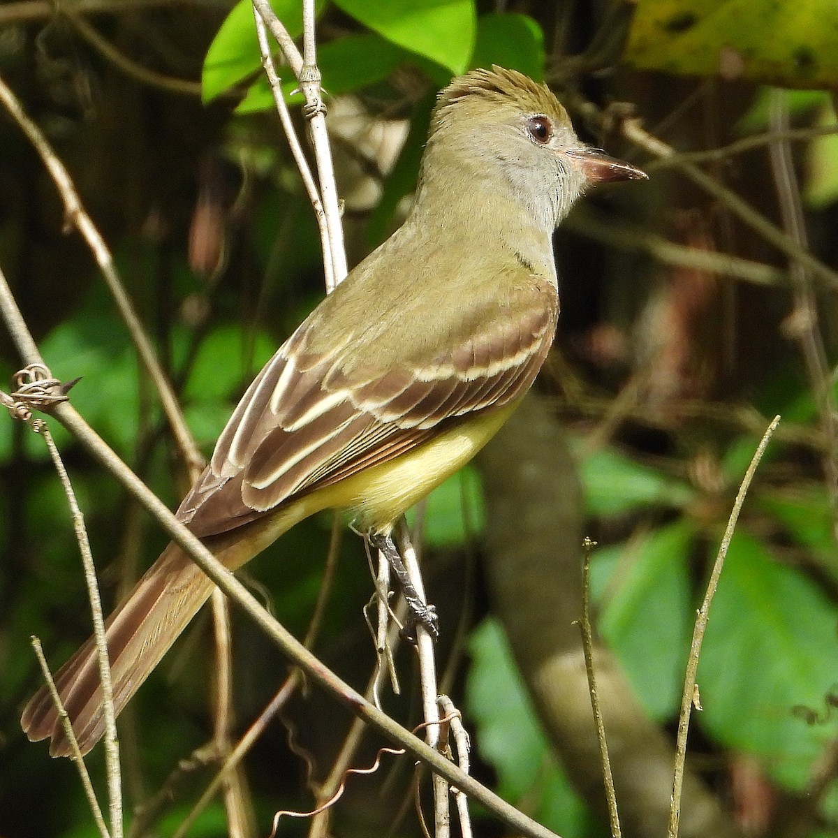 Great Crested Flycatcher - ML618532109