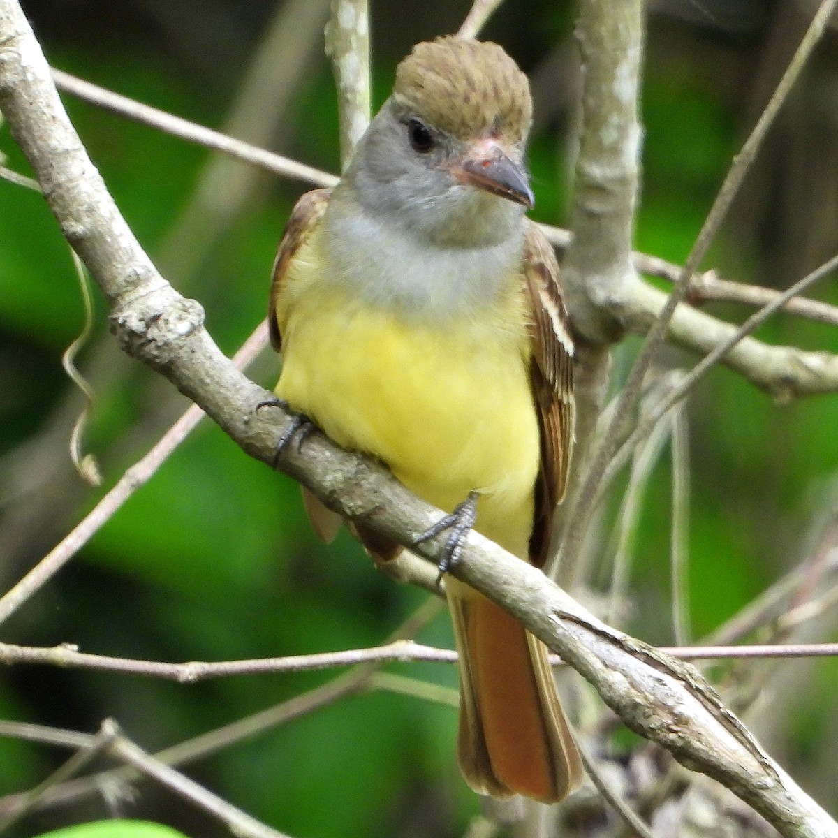 Great Crested Flycatcher - ML618532116