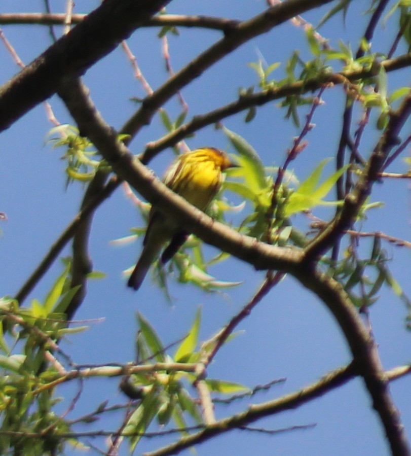 Cape May Warbler - ML618532127