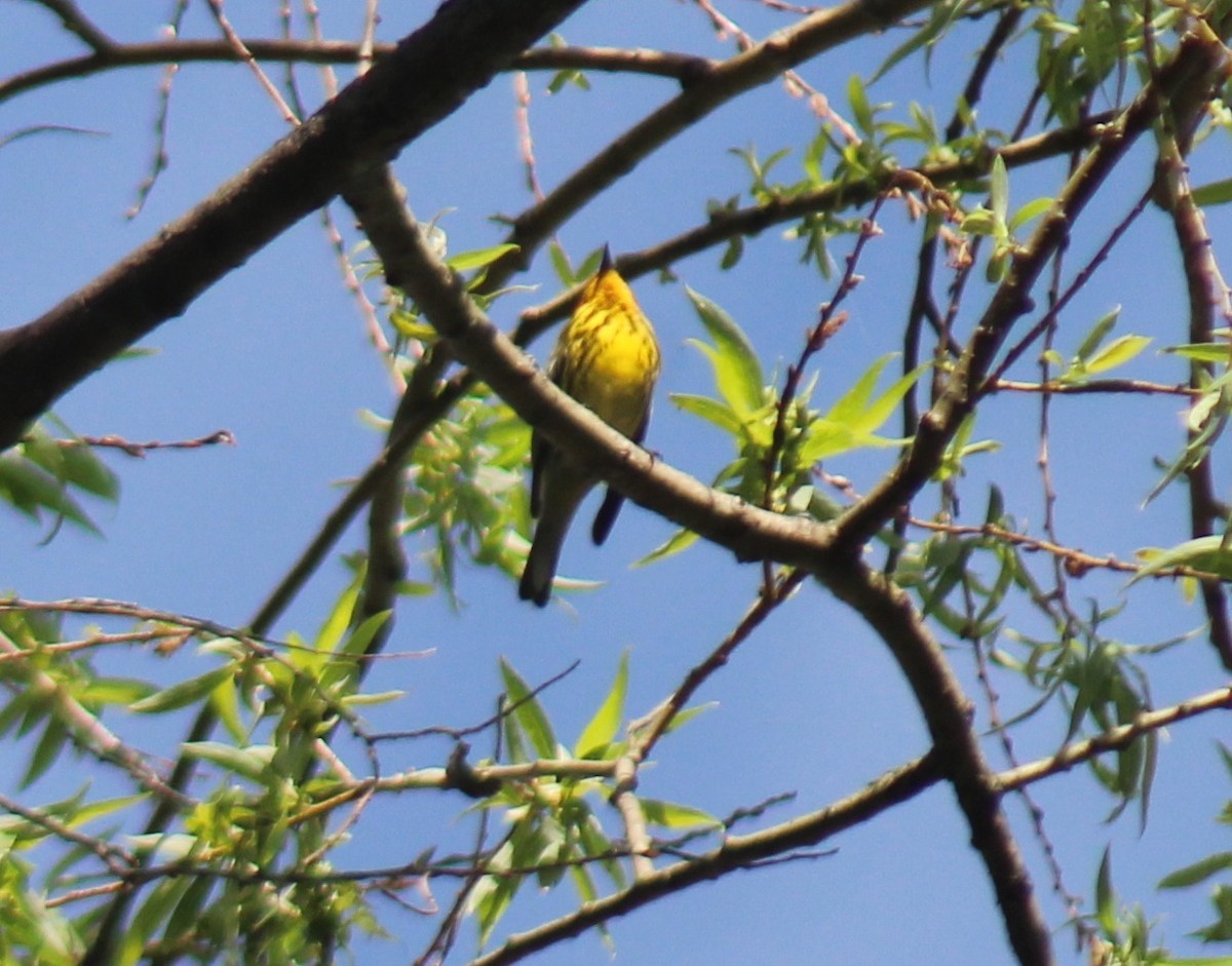 Cape May Warbler - ML618532128