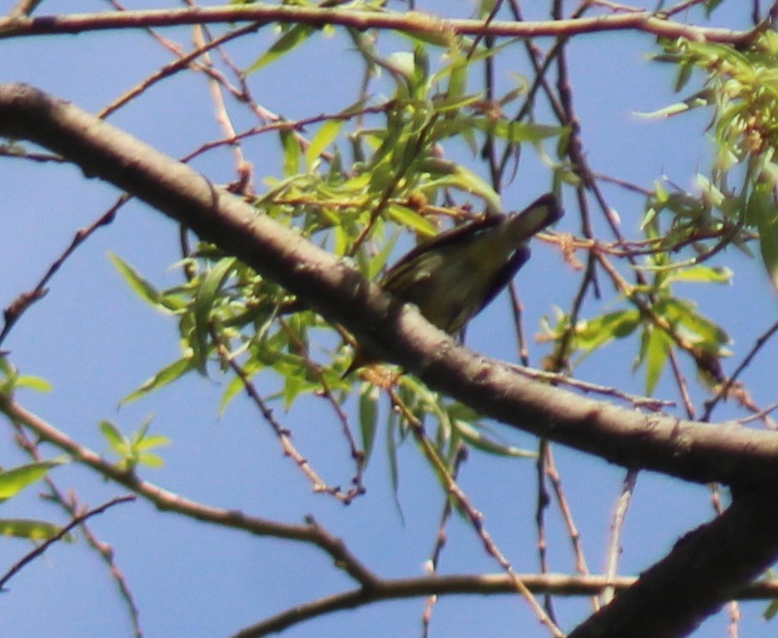 Cape May Warbler - ML618532130