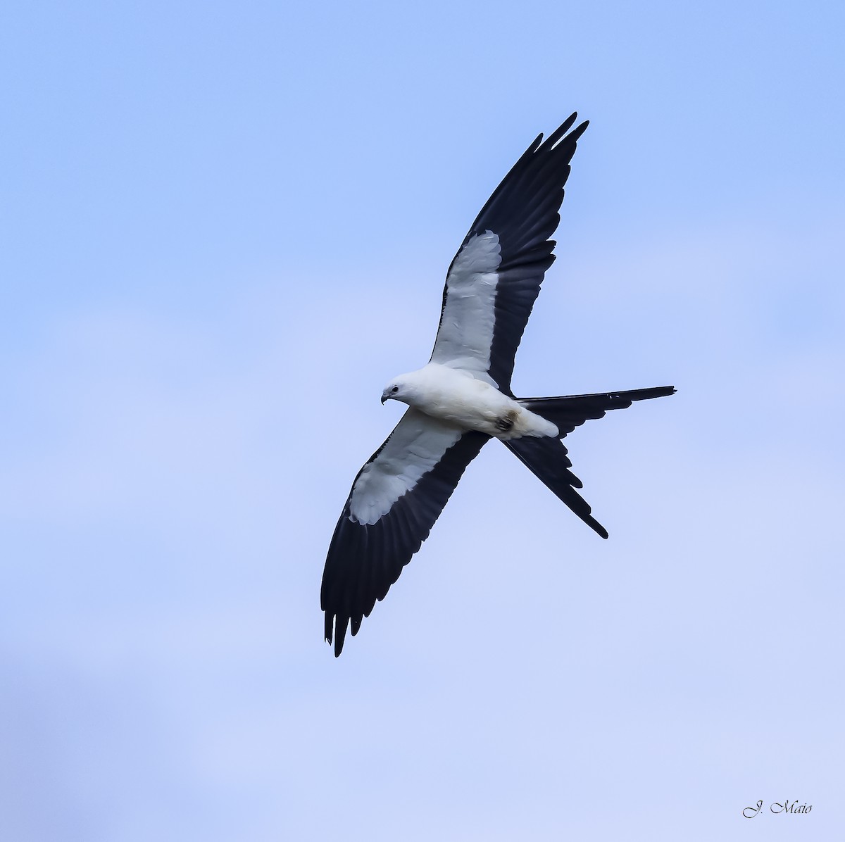Swallow-tailed Kite - ML618532157