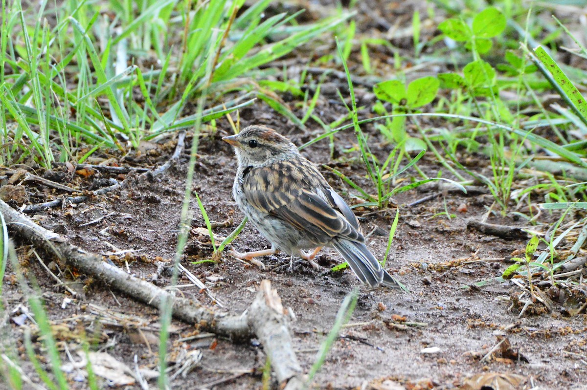 Chipping Sparrow - ML618532176