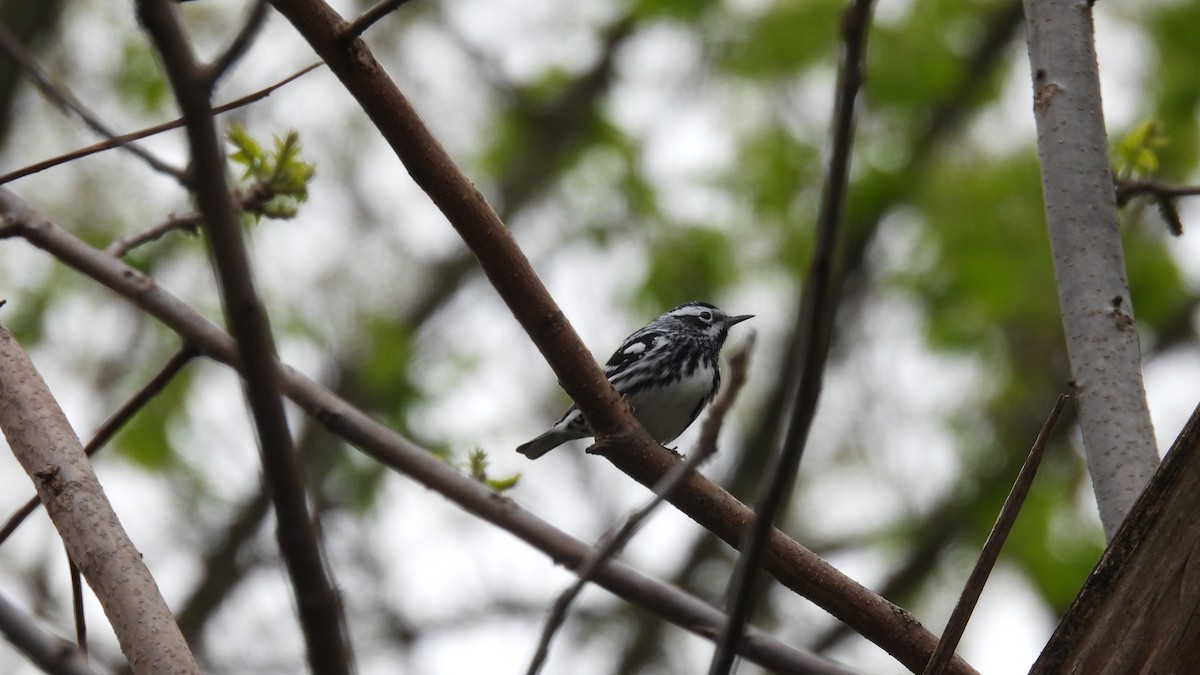 Black-and-white Warbler - ML618532188