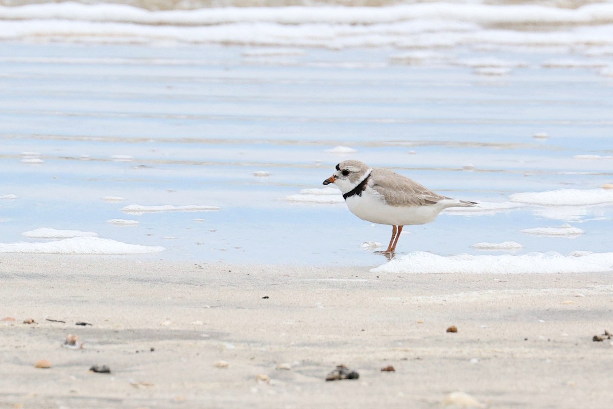 Piping Plover - ML618532194