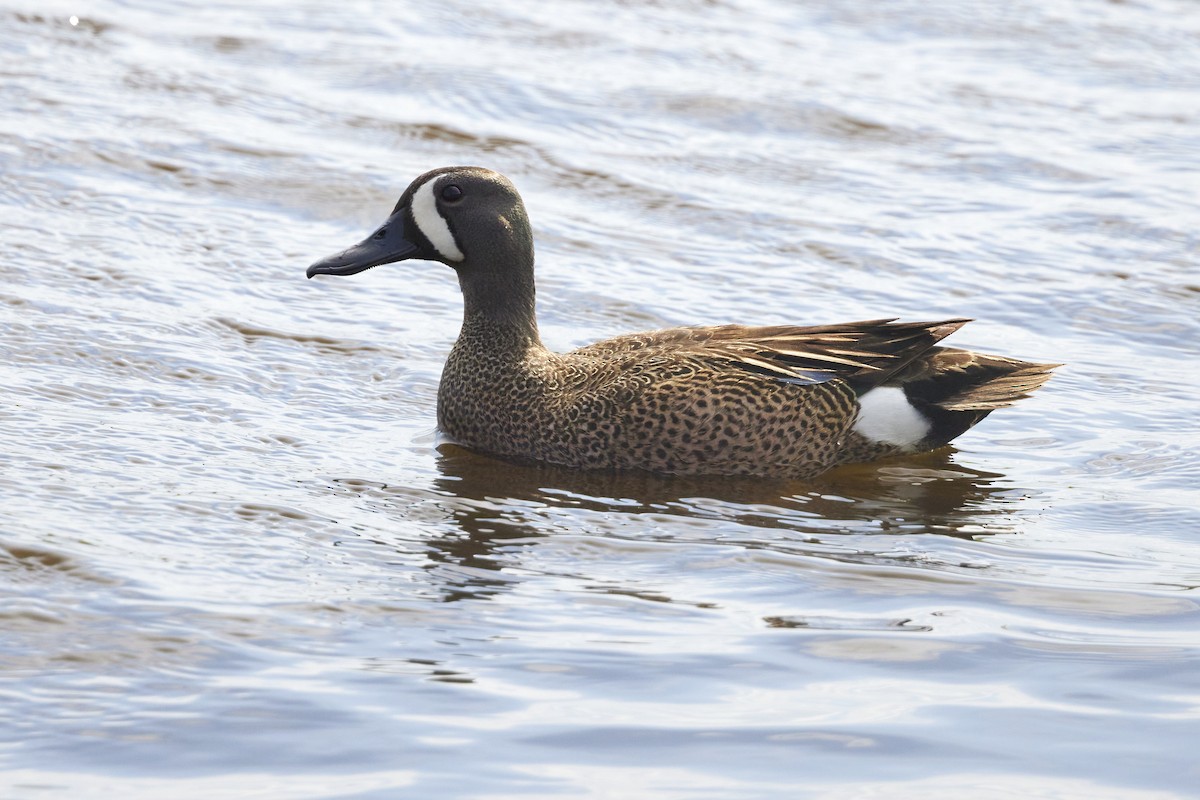 Blue-winged Teal - ML618532247