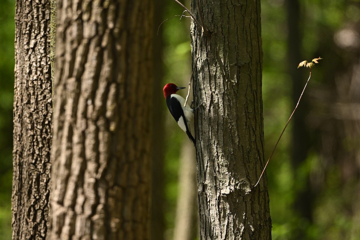 Red-headed Woodpecker - Demond McDonald