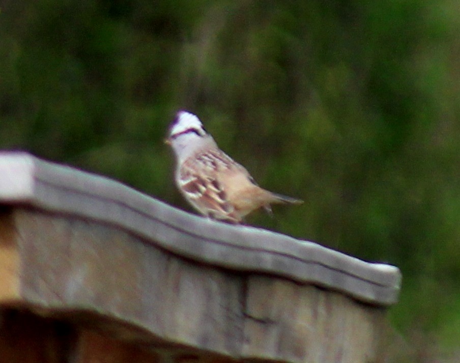 White-crowned Sparrow - ML618532279