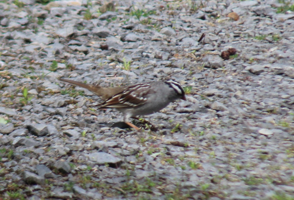 White-crowned Sparrow - ML618532281