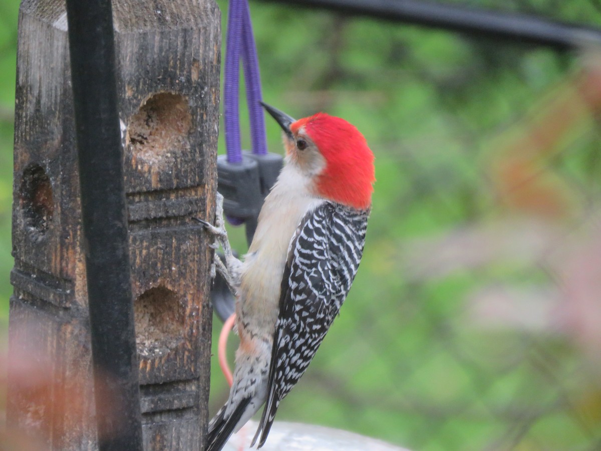 Red-bellied Woodpecker - ML618532296