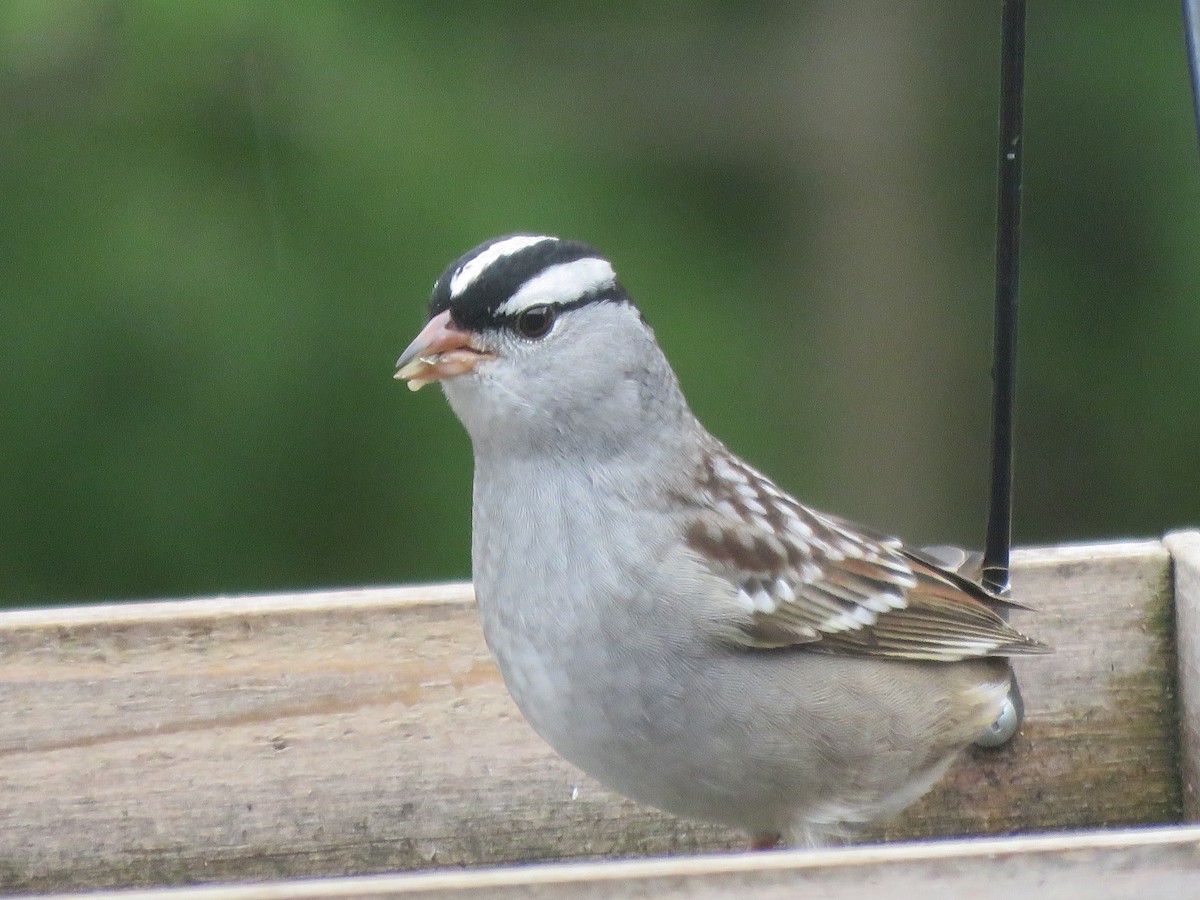White-crowned Sparrow - ML618532310
