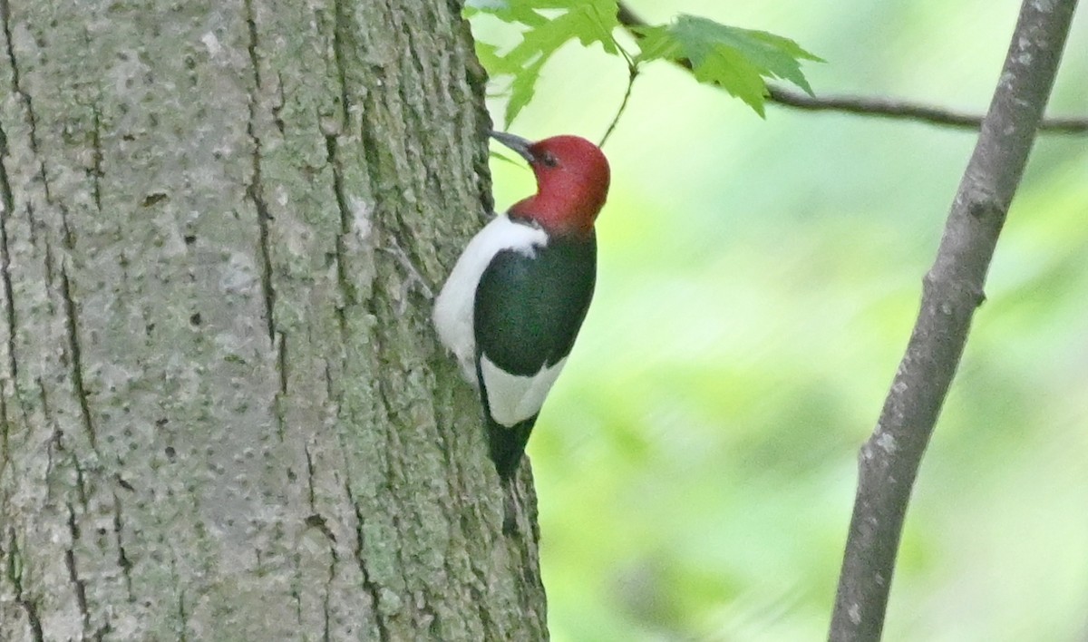 Red-headed Woodpecker - ML618532317