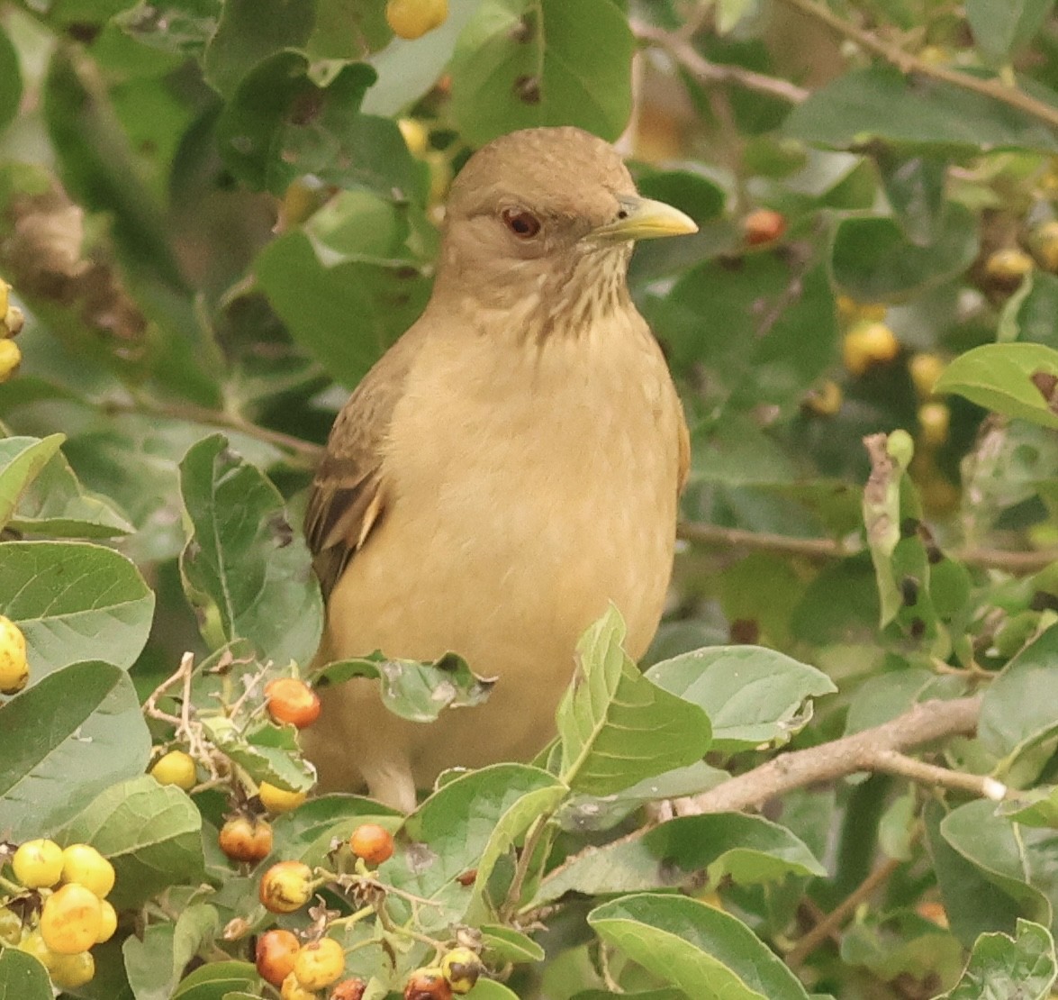Clay-colored Thrush - Hanan Jacoby