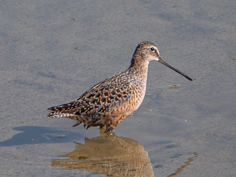 Long-billed Dowitcher - ML618532379