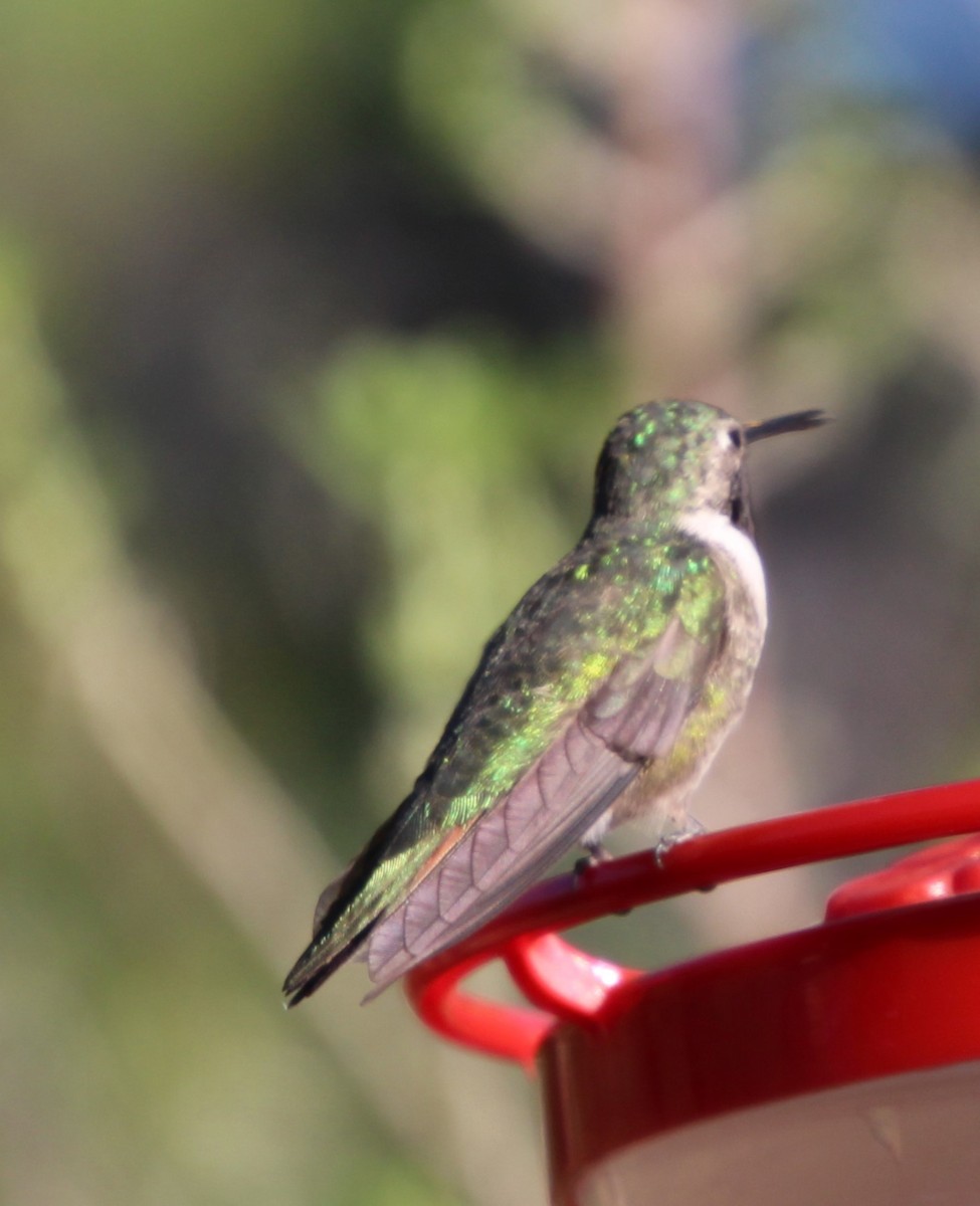 Broad-tailed Hummingbird - Stephen Price