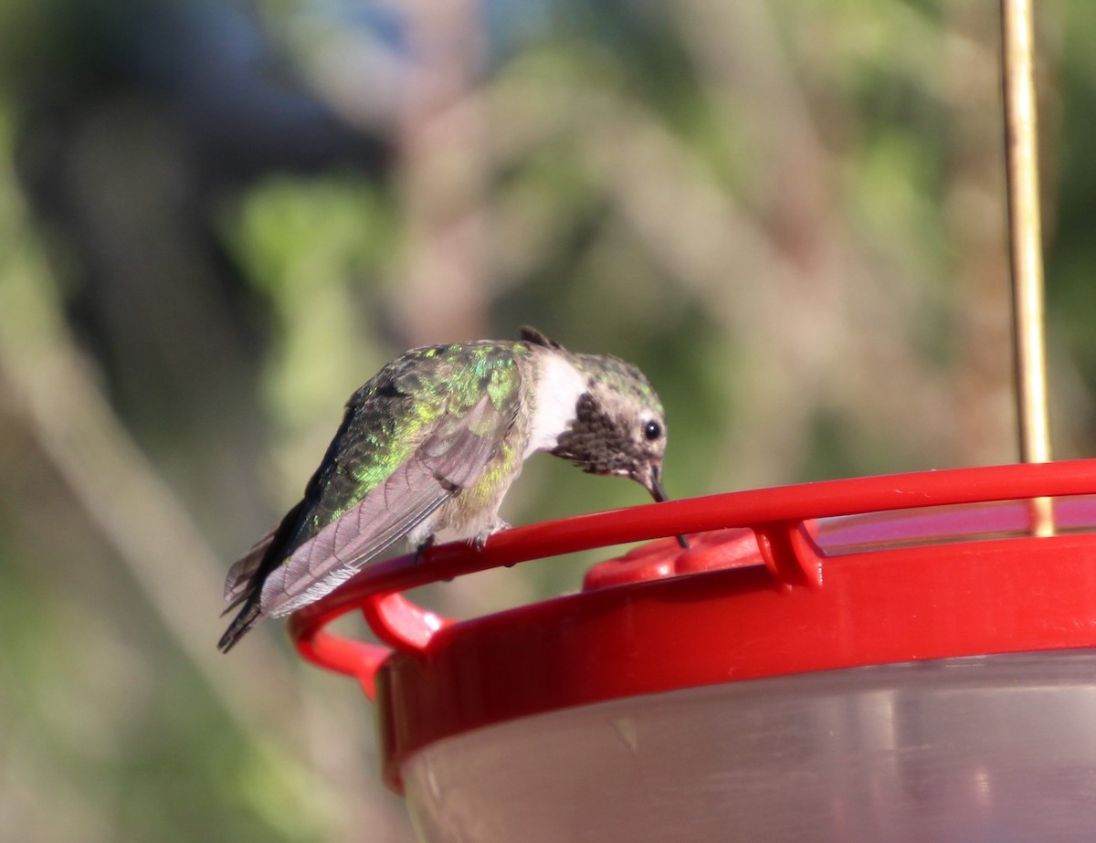 Broad-tailed Hummingbird - ML618532384