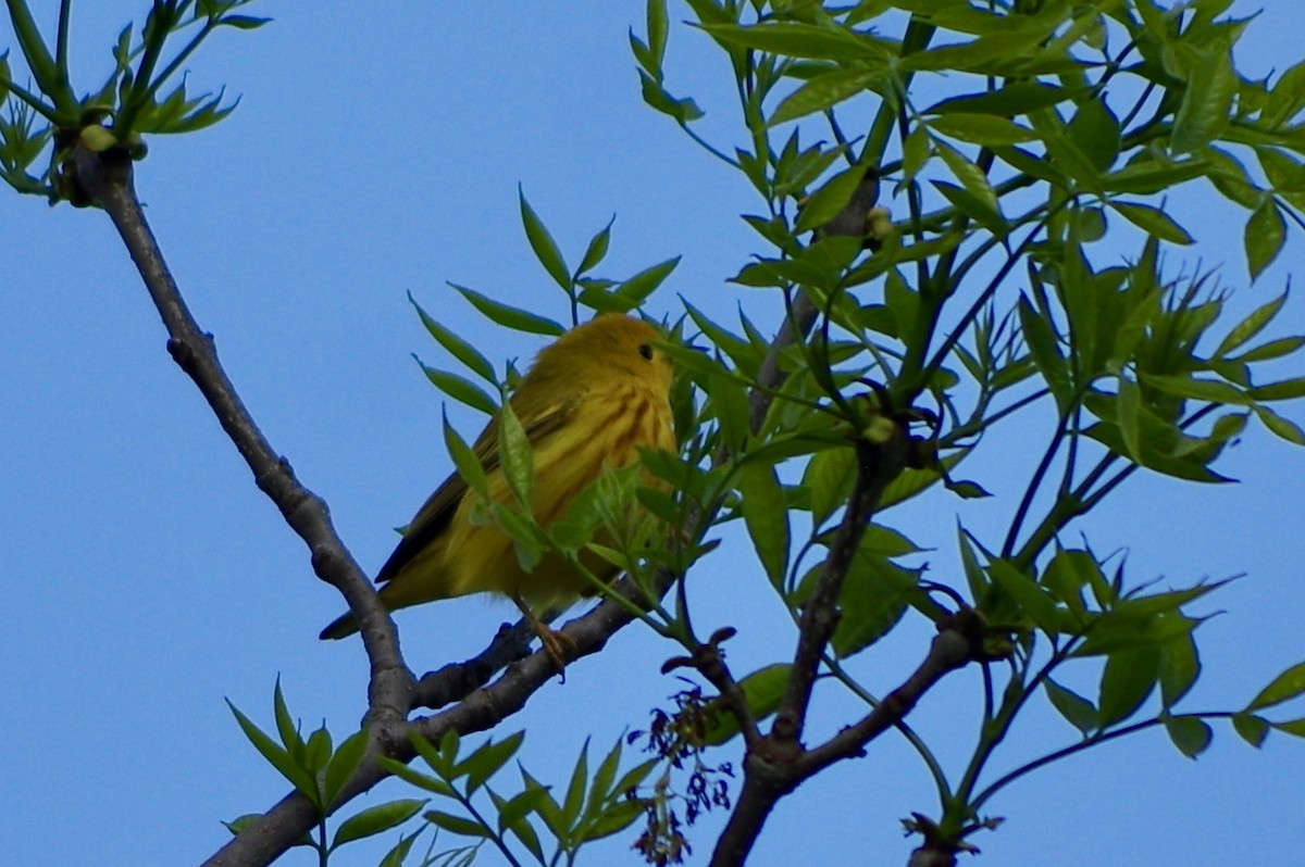 Yellow Warbler - ML618532425