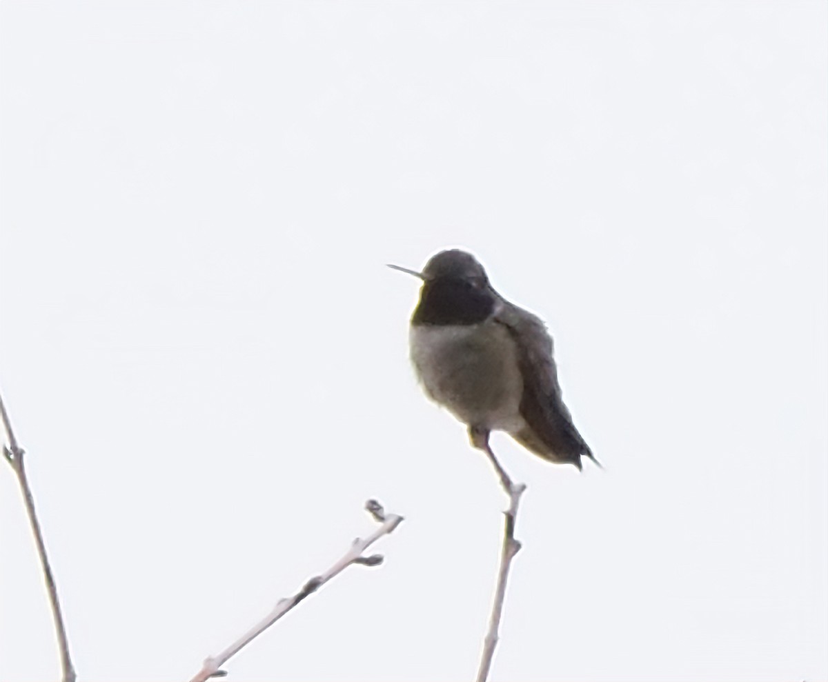 Black-chinned Hummingbird - ML618532427