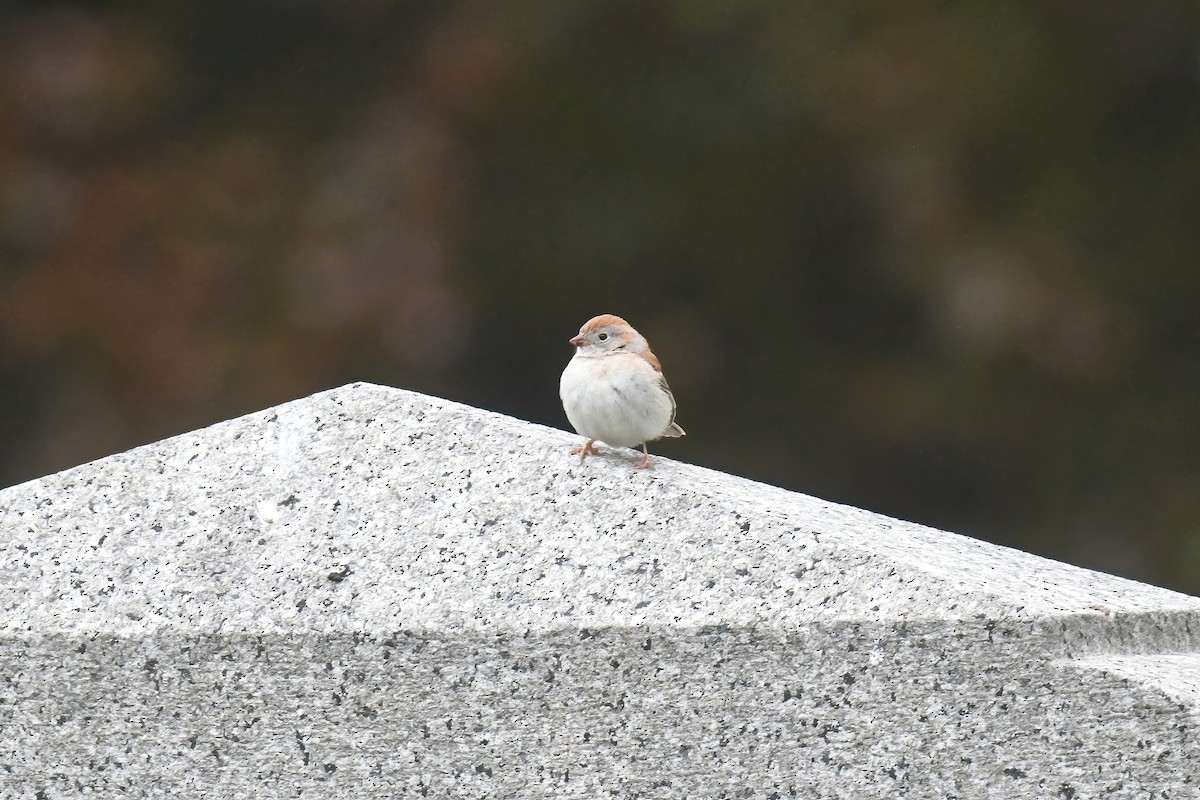 Field Sparrow - ML618532428