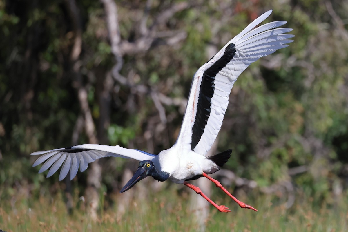 Black-necked Stork - ML618532490