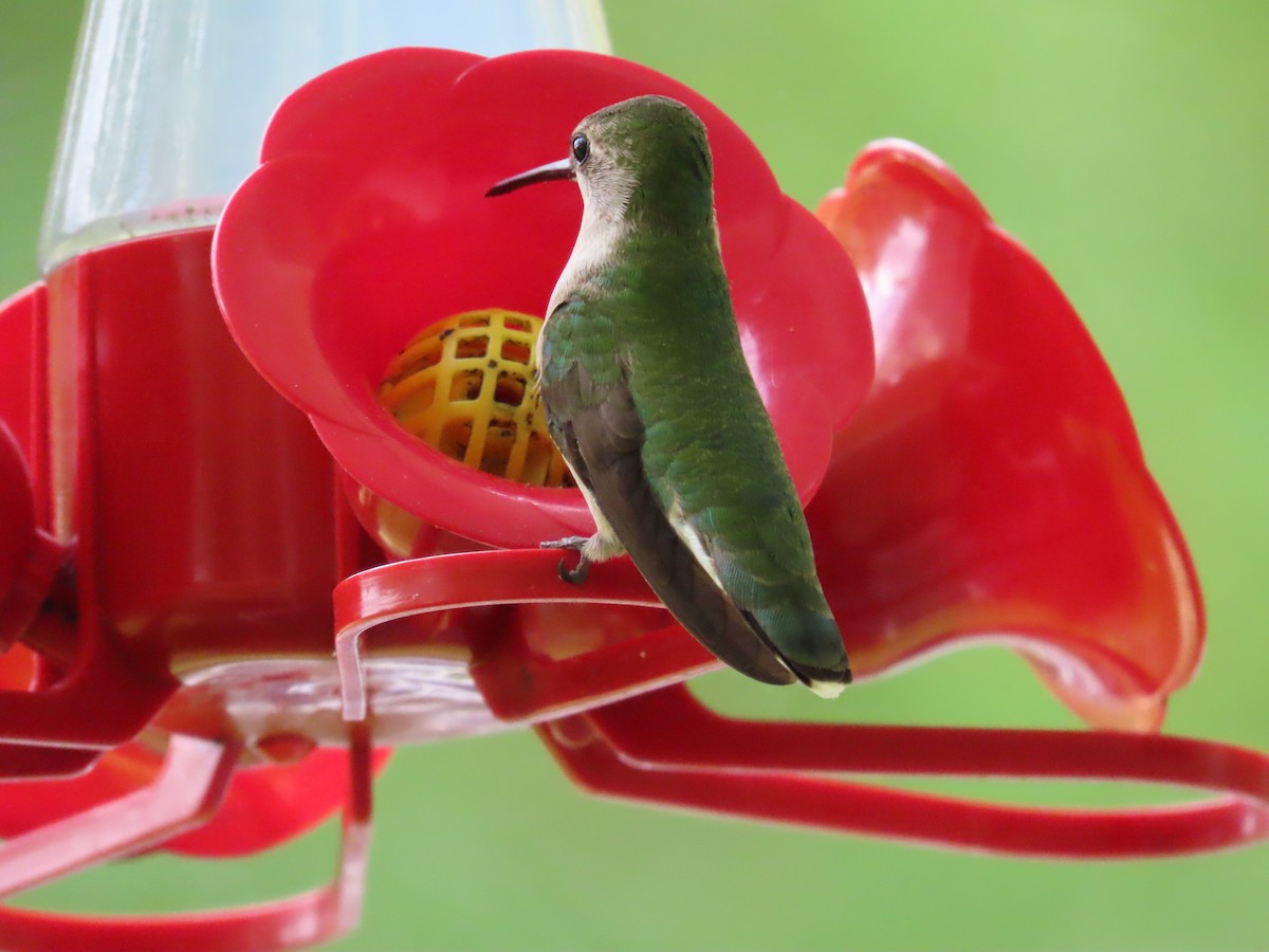 Ruby-throated Hummingbird - ML618532493