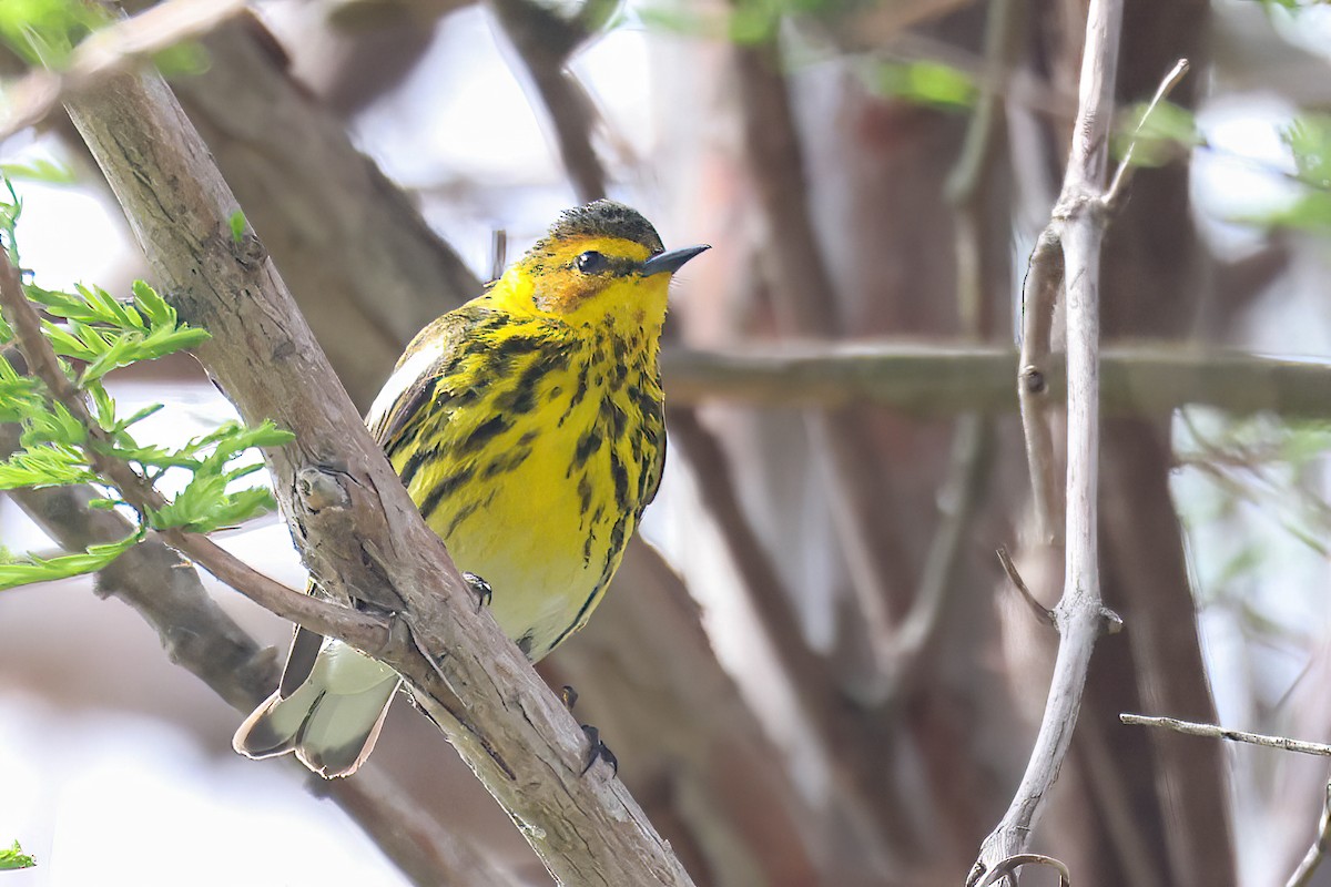 Cape May Warbler - ML618532502