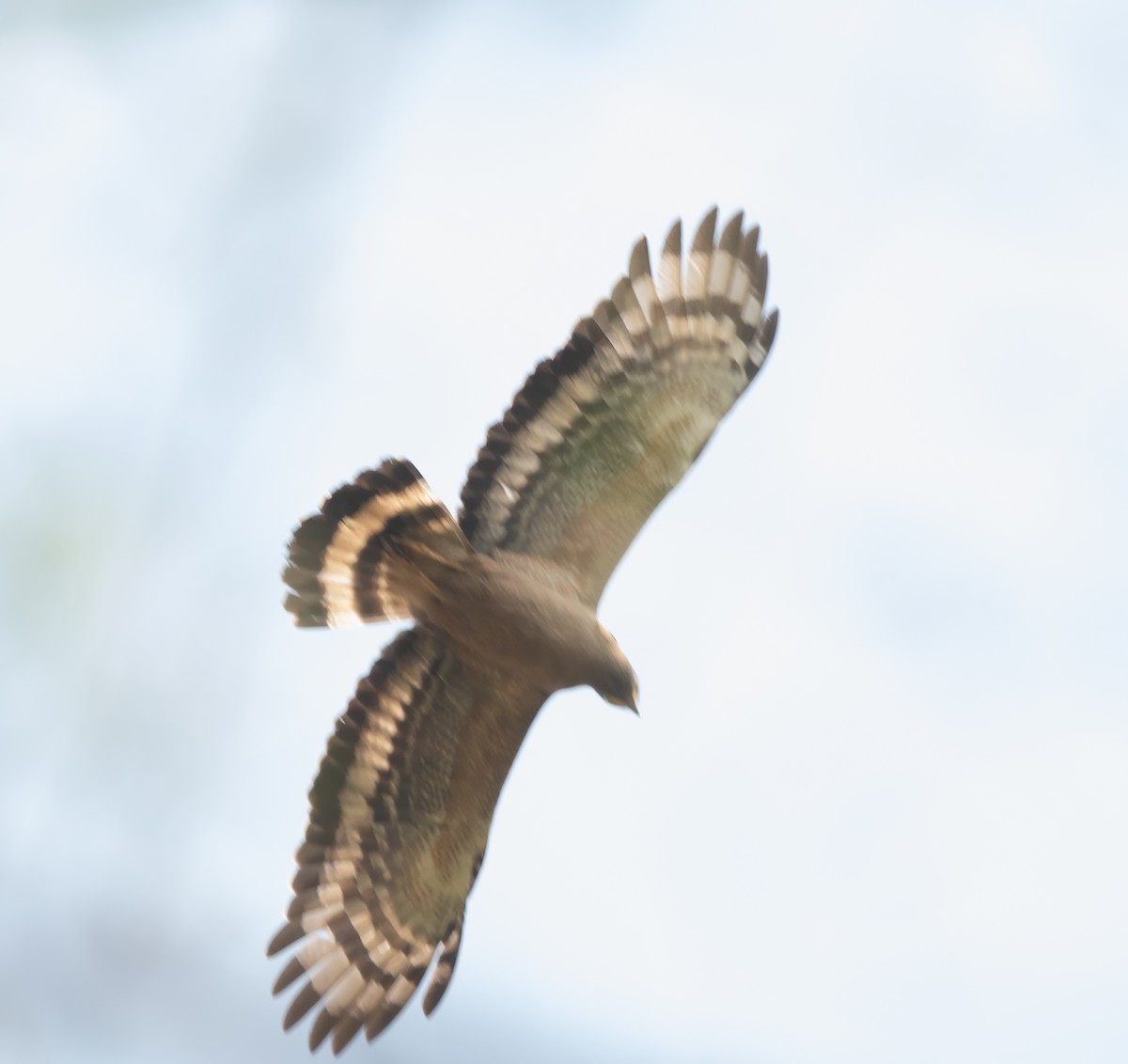 Crested Serpent-Eagle - ML618532503