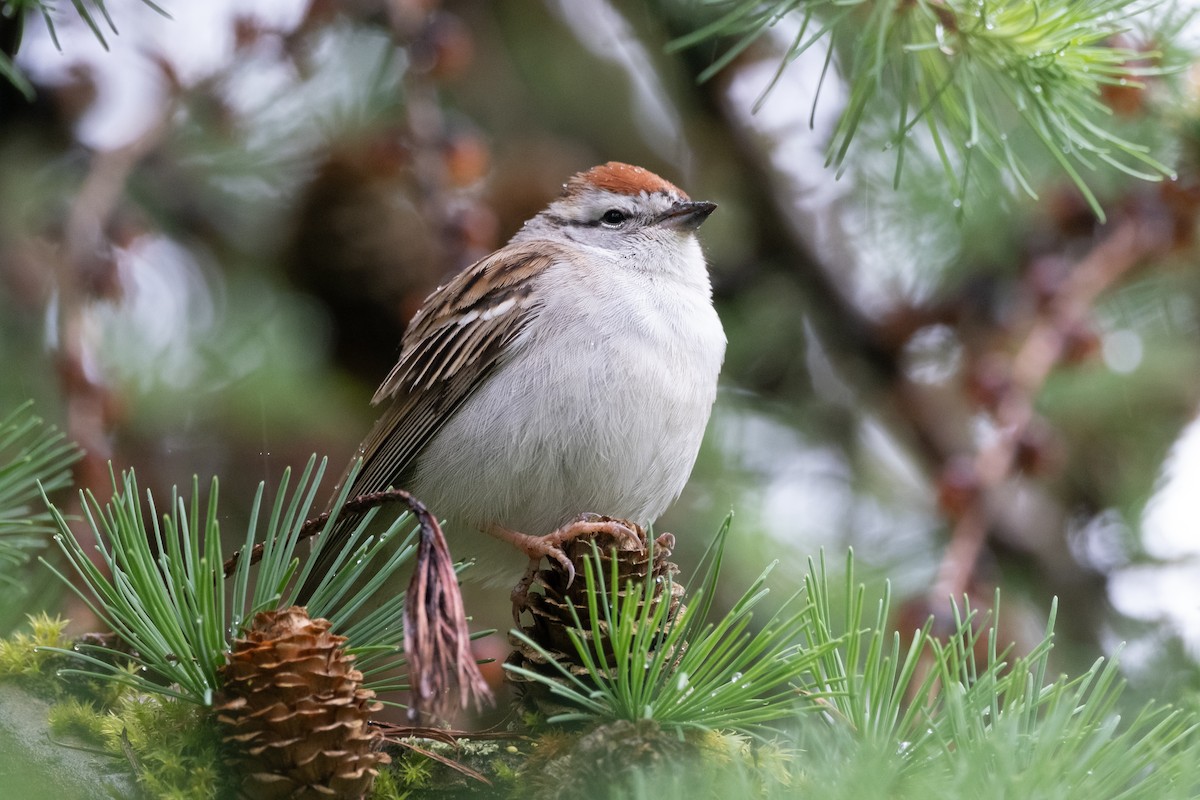Chipping Sparrow - ML618532512