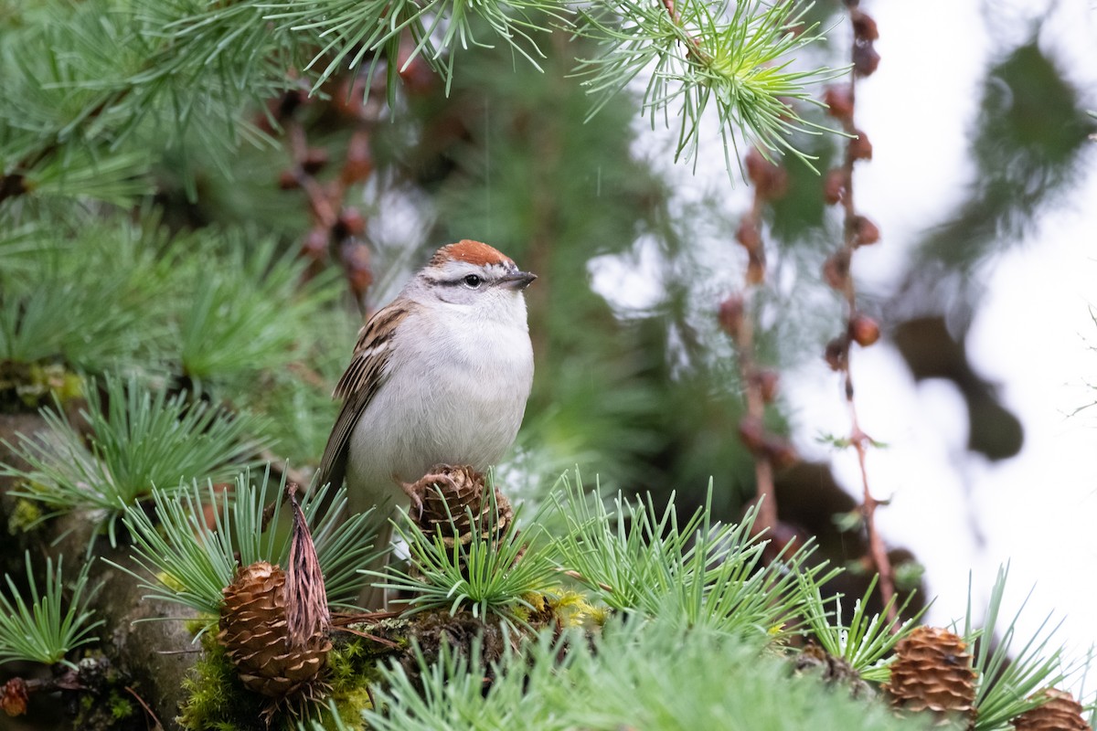 Chipping Sparrow - ML618532514