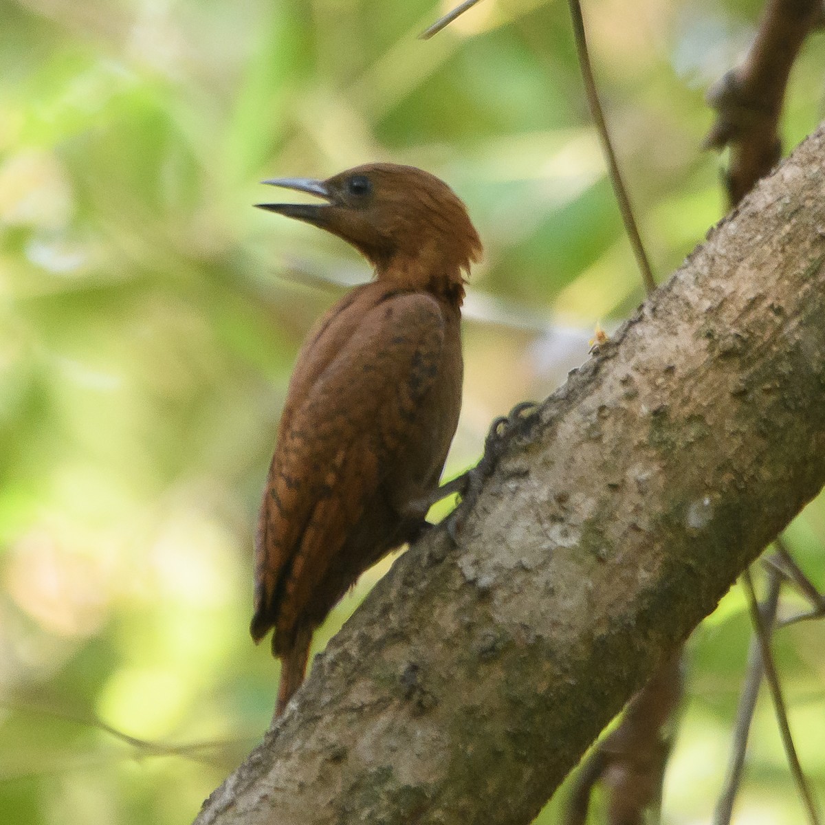 Rufous Woodpecker - ML618532517