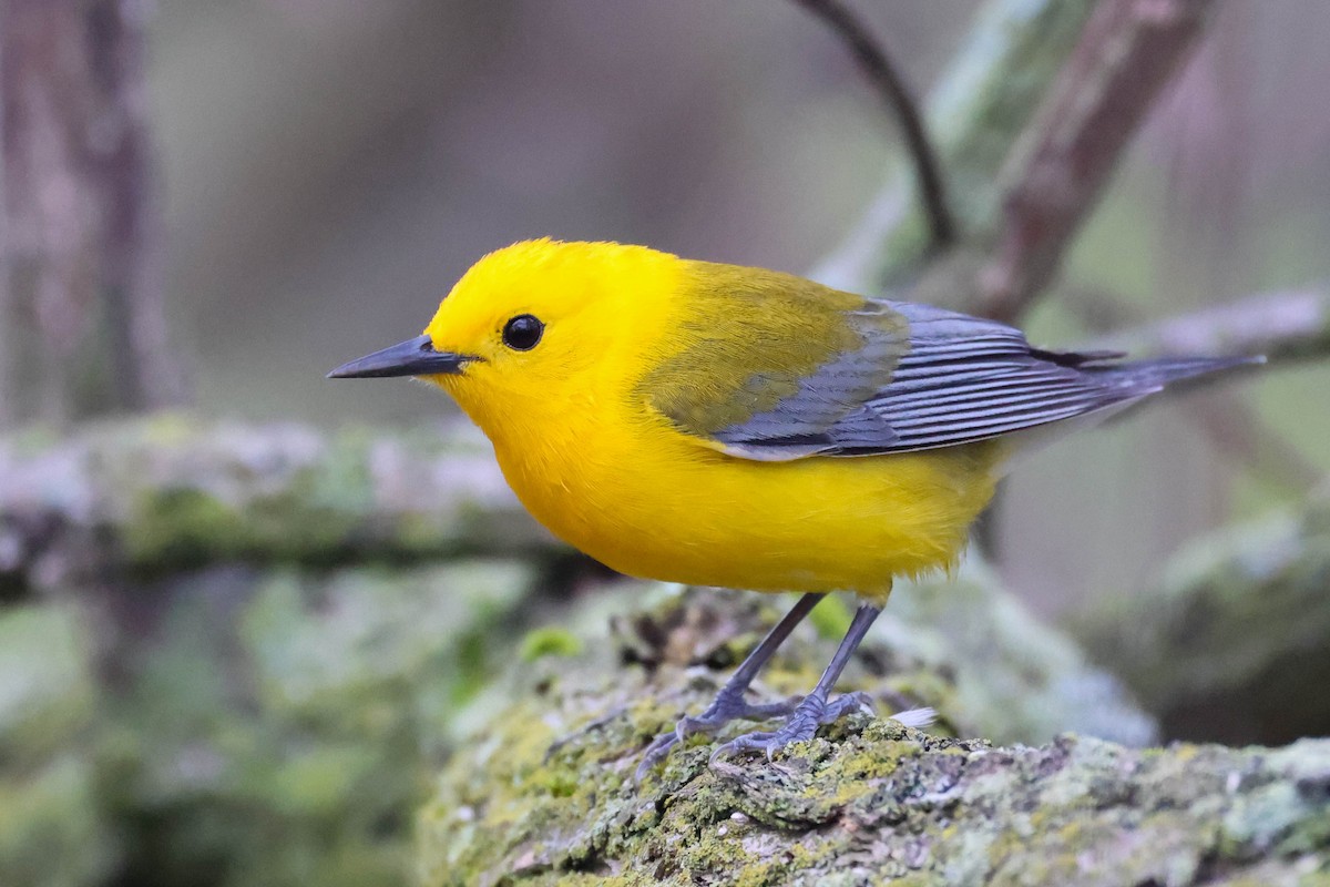 Prothonotary Warbler - ML618532524