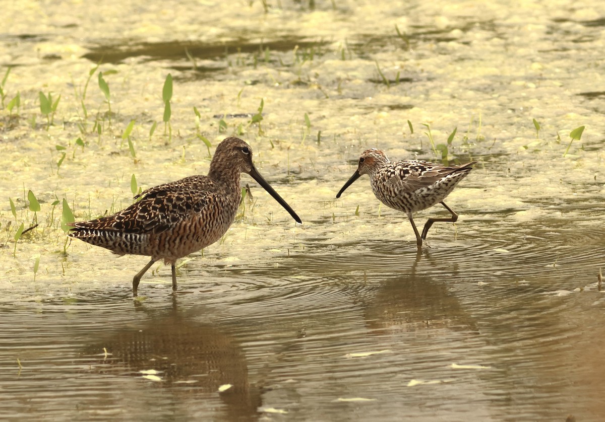Long-billed Dowitcher - ML618532538