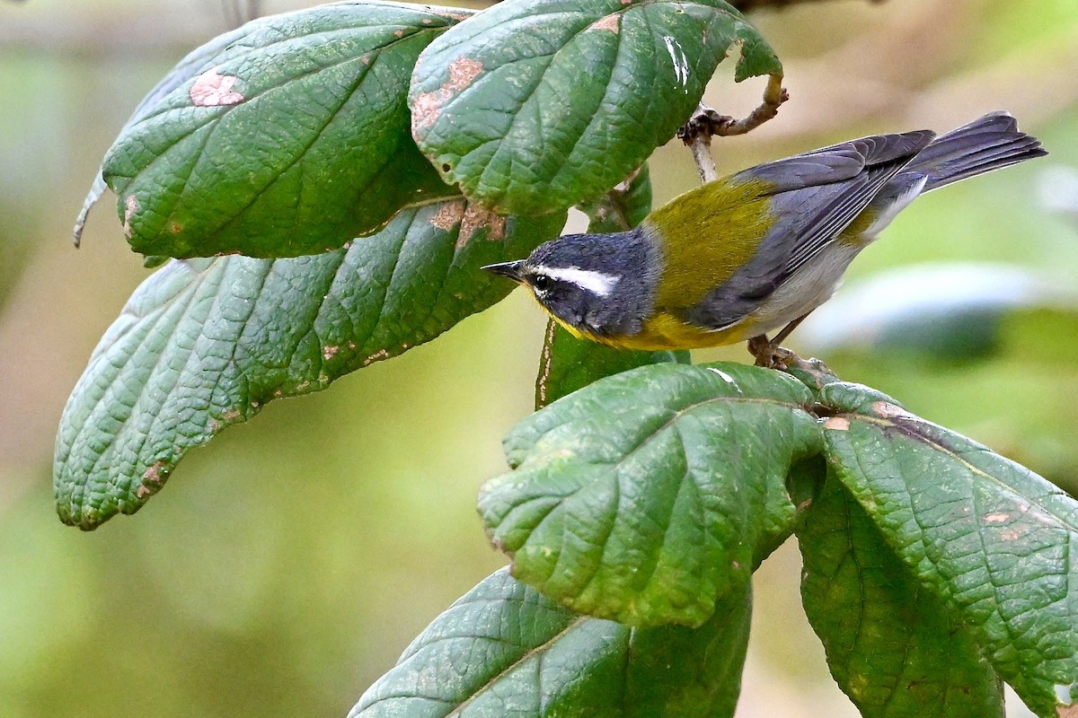 Crescent-chested Warbler - ML618532547