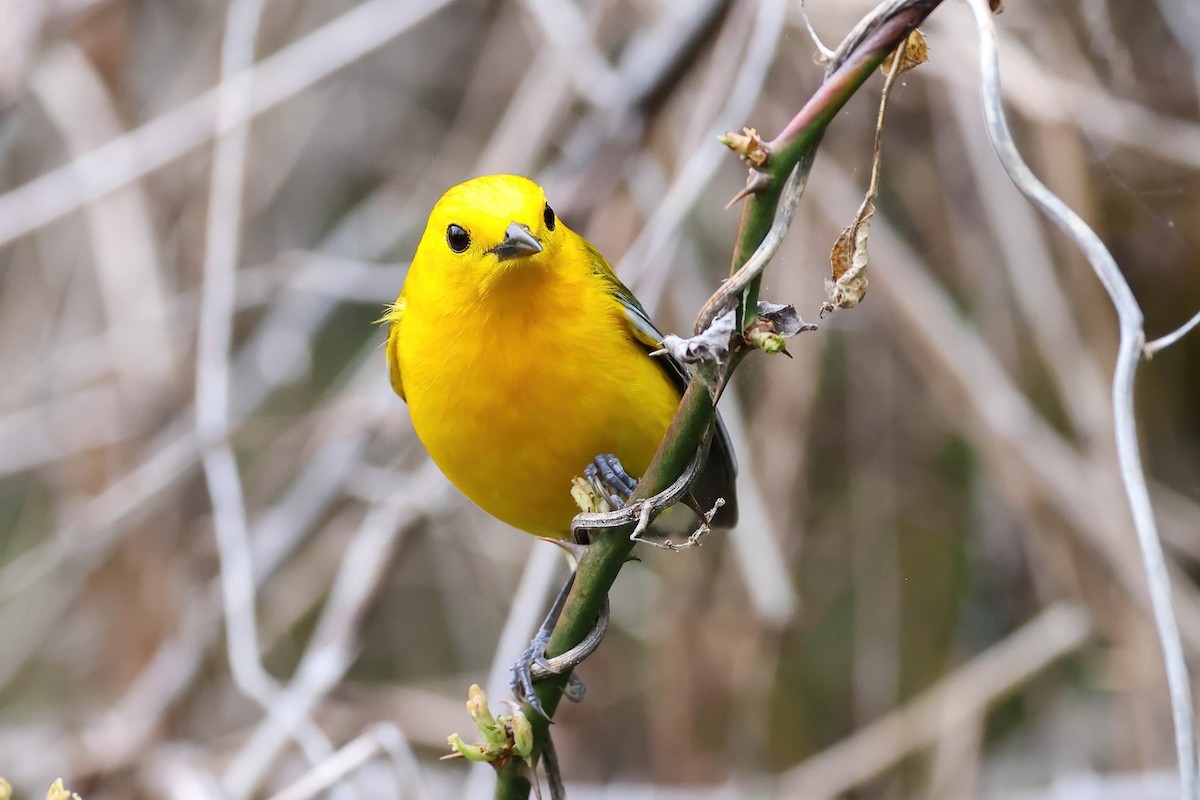 Prothonotary Warbler - ML618532549