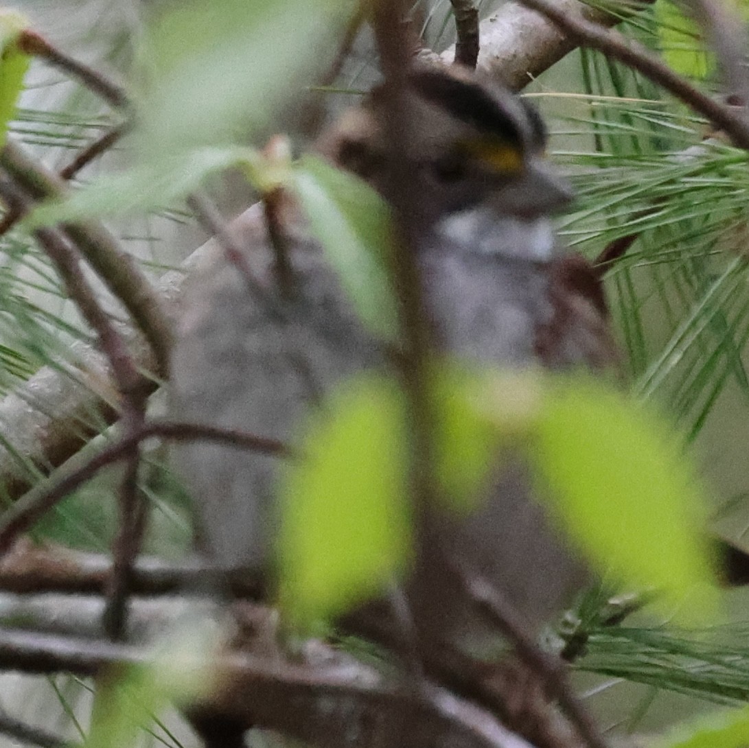 White-throated Sparrow - ML618532553