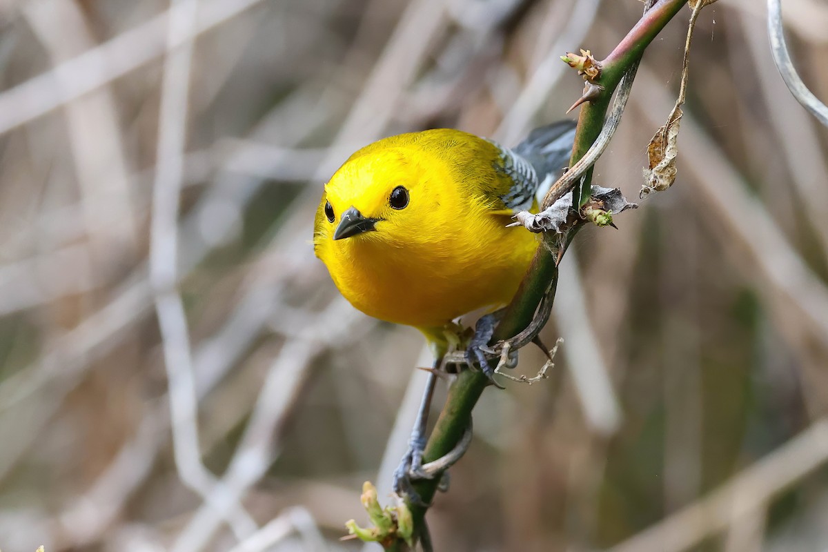 Prothonotary Warbler - ML618532573