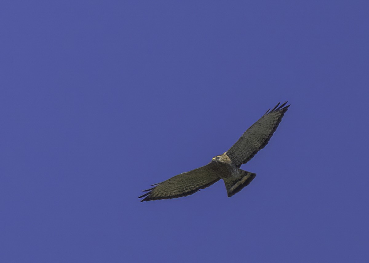 Broad-winged Hawk - ML618532579