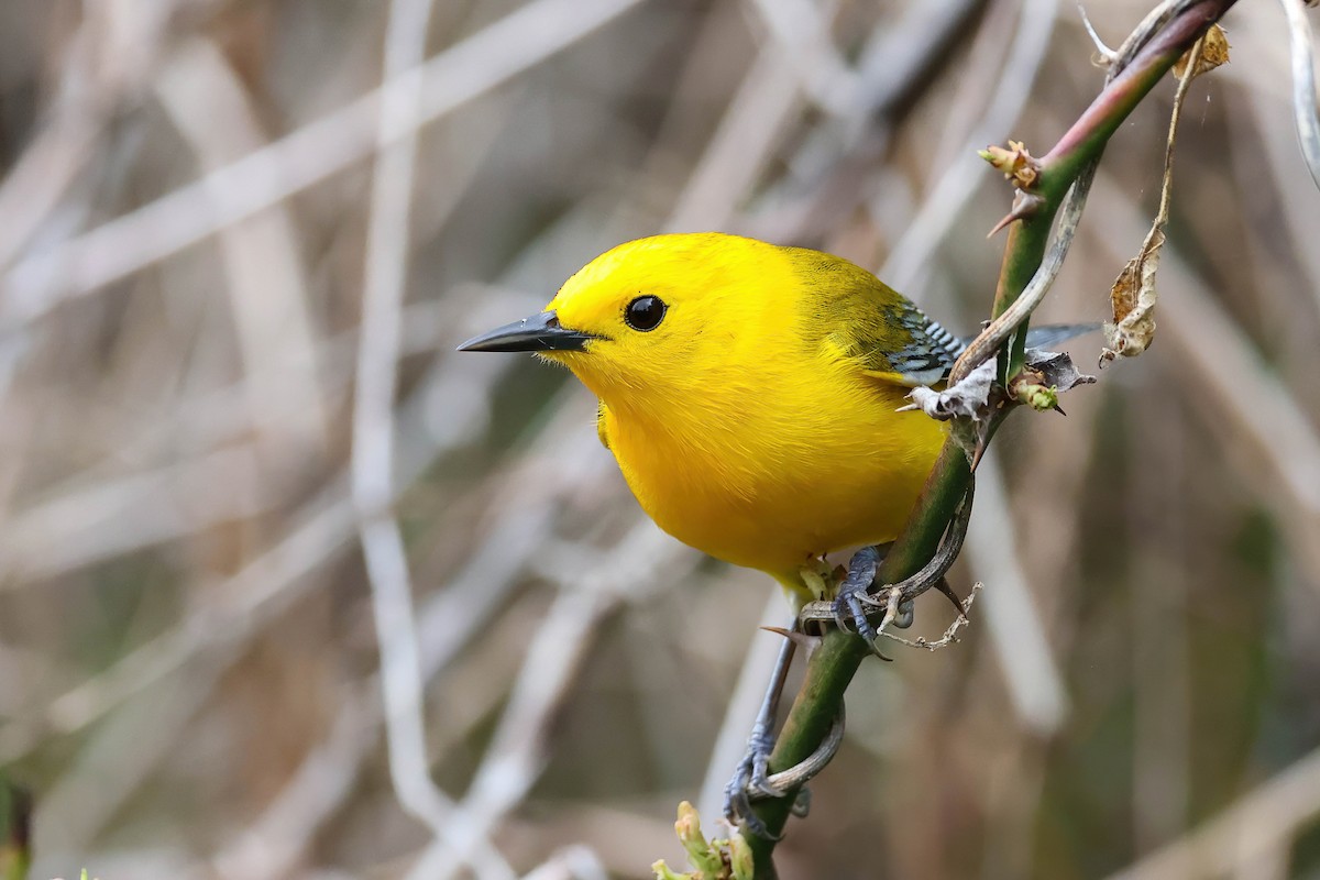 Prothonotary Warbler - ML618532580