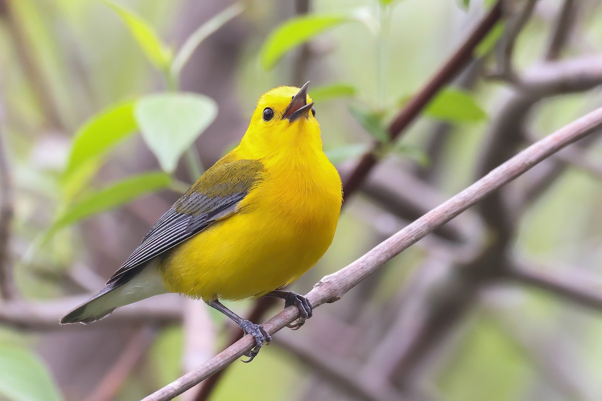 Prothonotary Warbler - ML618532590