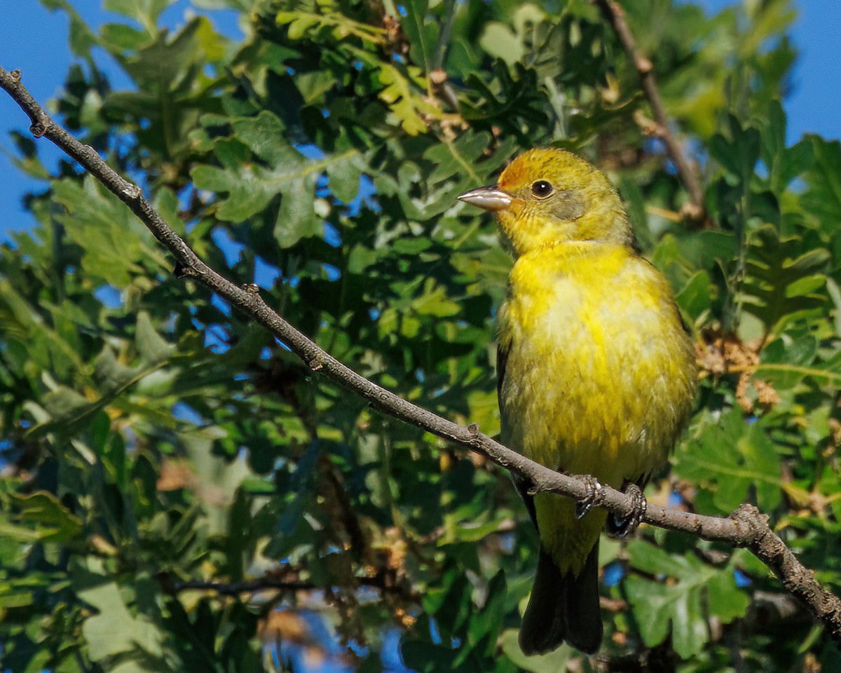Western Tanager - ML618532607