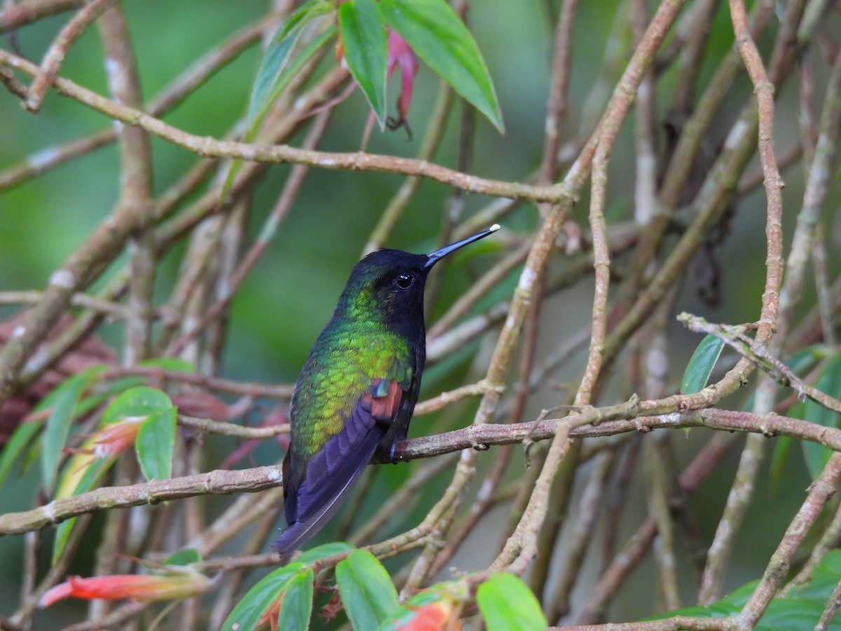 Black-bellied Hummingbird - ML618532613