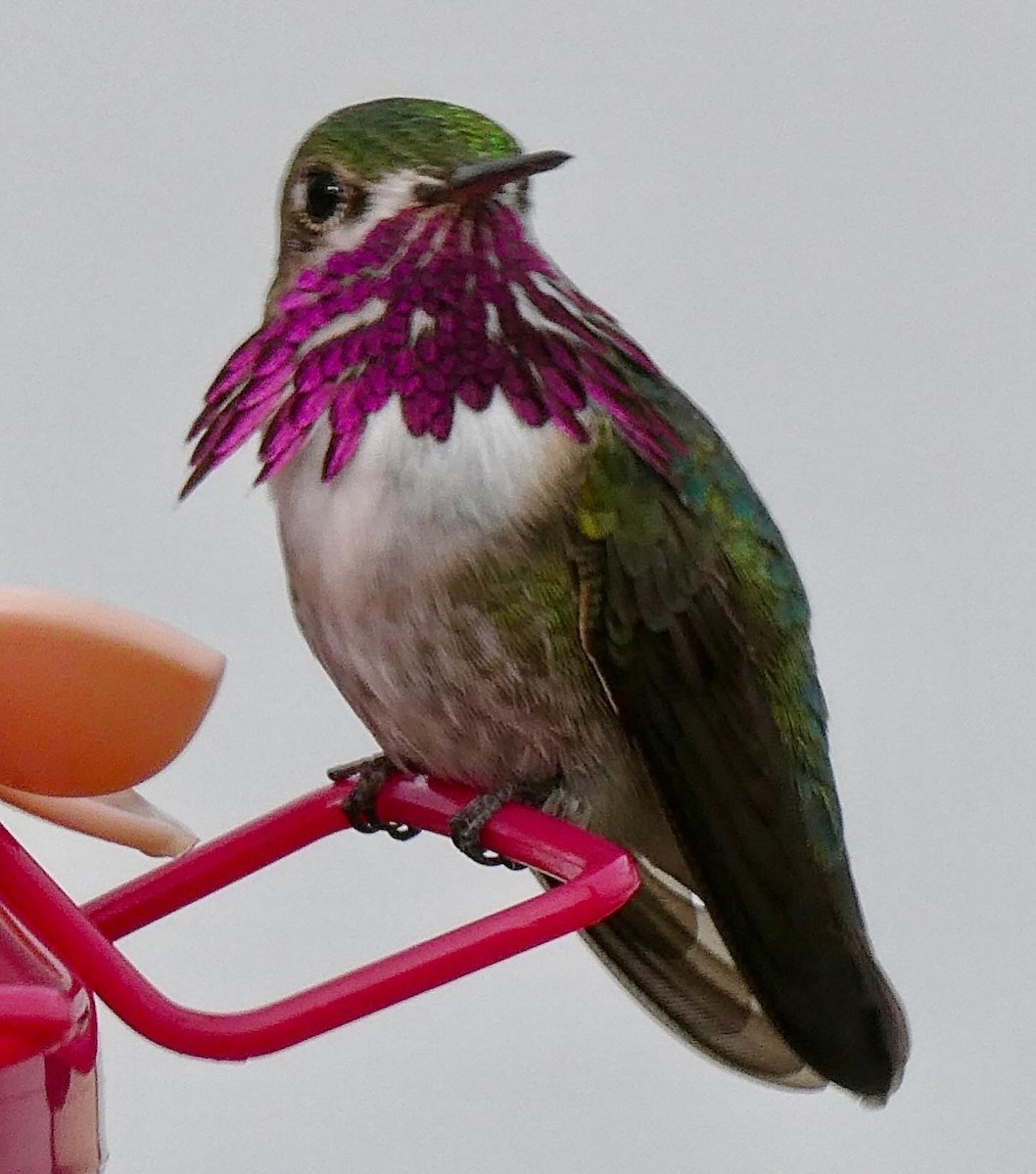 Calliope Hummingbird - ML618532632