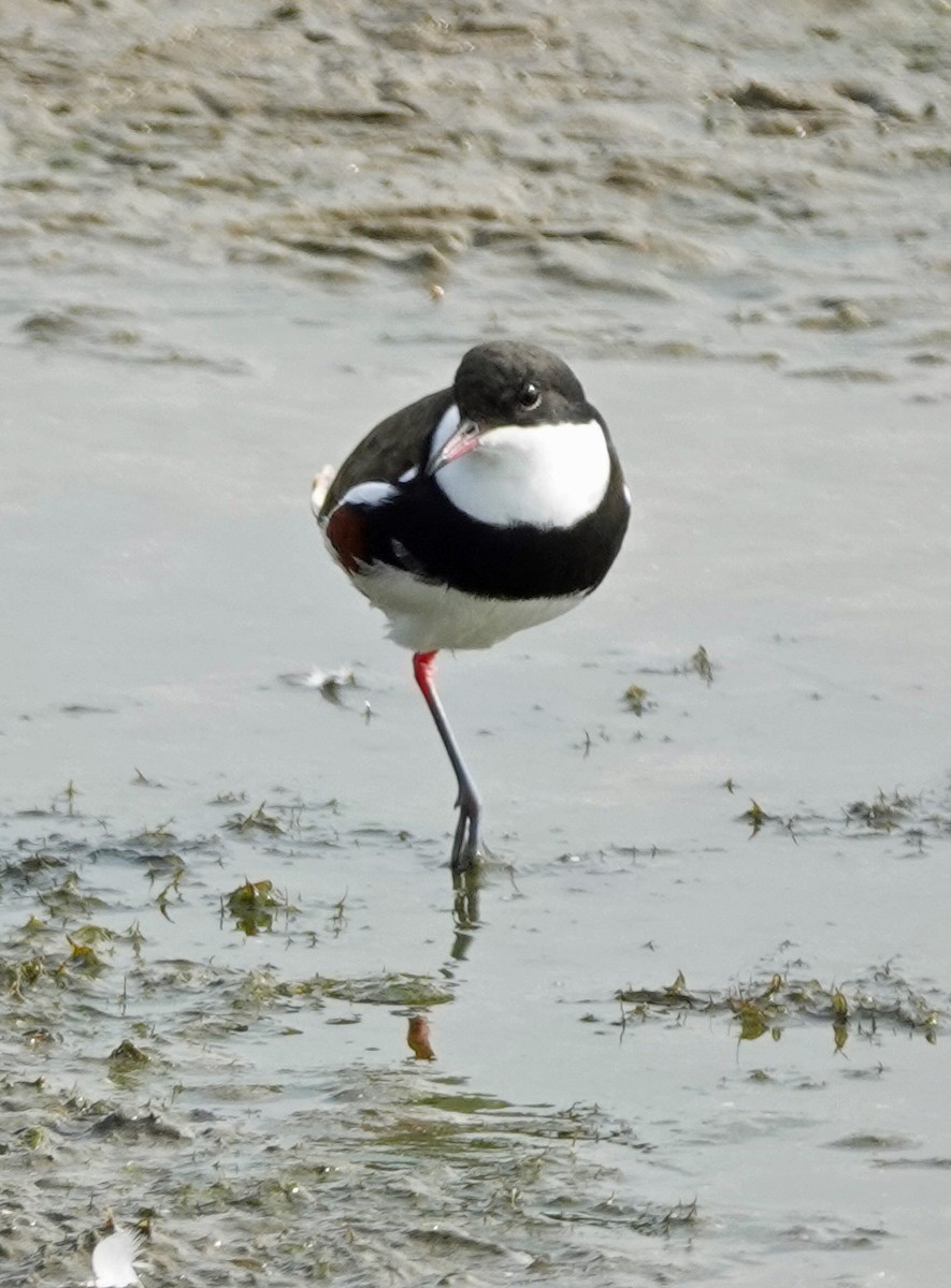Red-kneed Dotterel - ML618532638