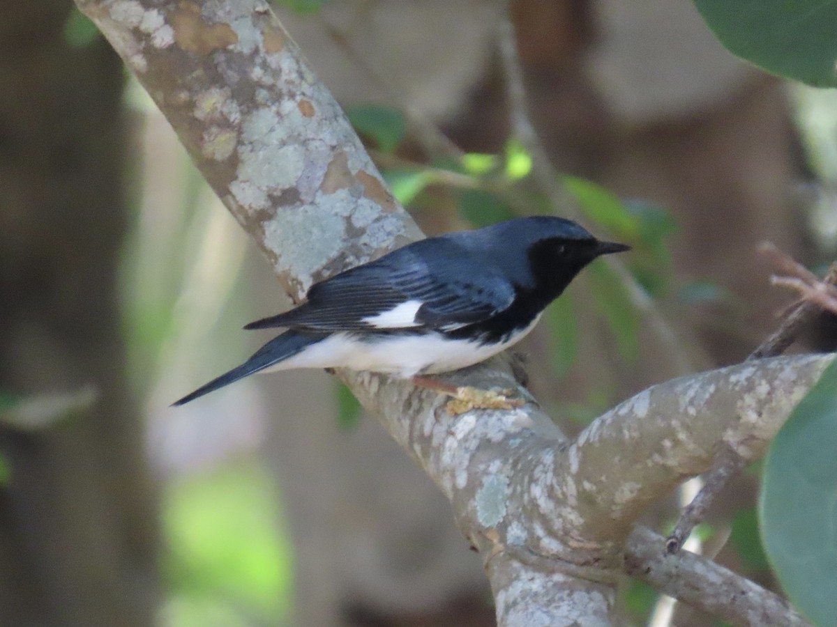 Black-throated Blue Warbler - ML618532697