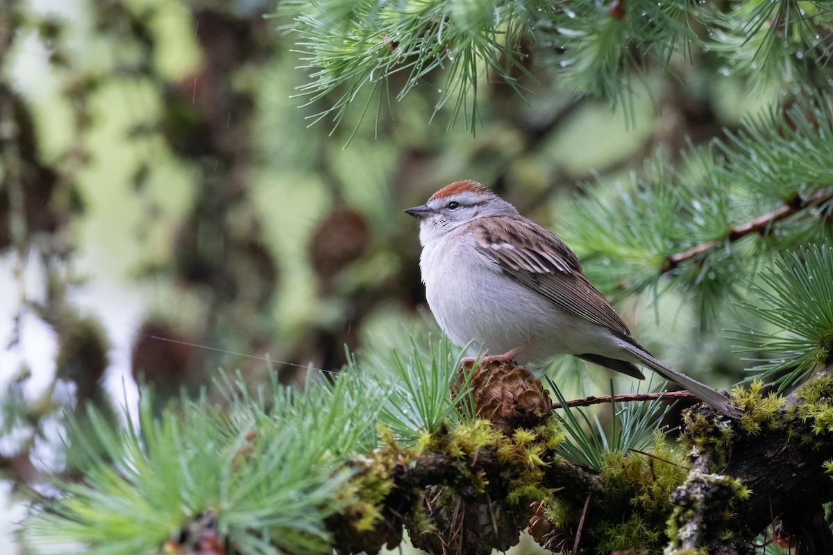 Chipping Sparrow - ML618532699