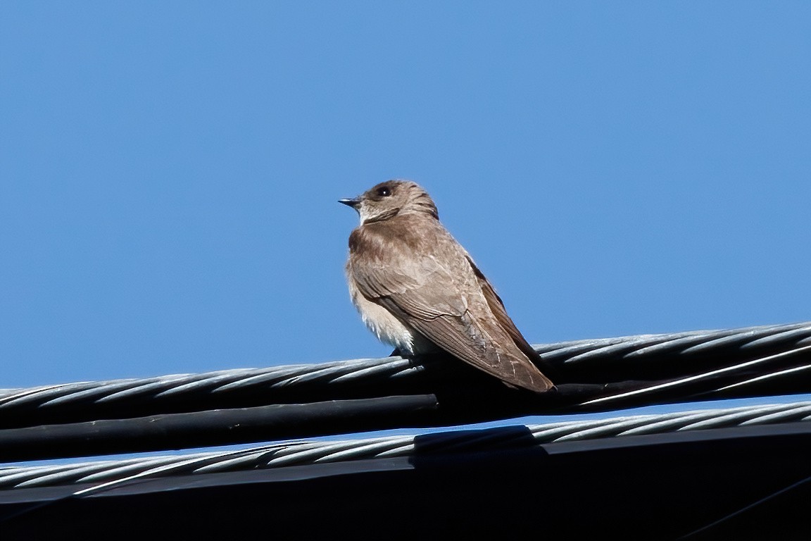 Northern Rough-winged Swallow - ML618532721