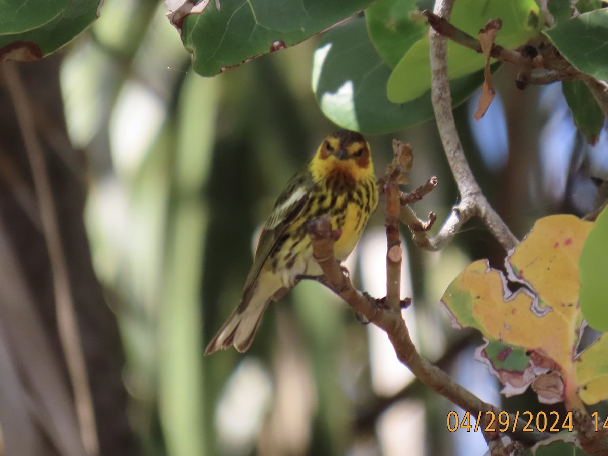 Cape May Warbler - ML618532730